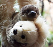 Mieliausi zoologijos sodų mažyliai
