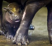 Mieliausi zoologijos sodų mažyliai