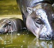 Mieliausi zoologijos sodų mažyliai