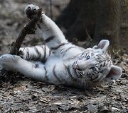 Mieliausi zoologijos sodų mažyliai