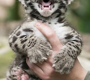 Mieliausi zoologijos sodų mažyliai