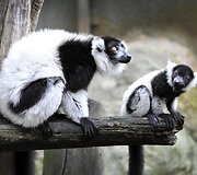 Mieliausi zoologijos sodų gyvūnai 