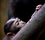 Mieliausi zoologijos sodų mažyliai