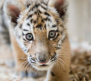 Mieliausi zoologijos sodų gyvūnai 
