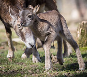 Mieliausi zoologijos sodų gyvūnai 