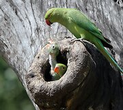 Mieliausi zoologijos sodų gyvūnai 