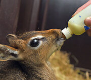 Mieliausi zoologijos sodų gyvūnai 