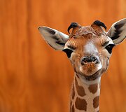 Mieliausi zoologijos sodų gyvūnai 