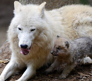 Mieliausi zoologijos sodų gyvūnai 