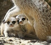 Mieliausi zoologijos sodų gyvūnai 