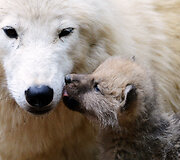 Mieliausi zoologijos sodų gyvūnai 