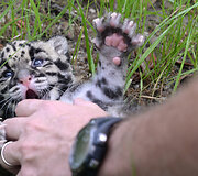 Mieliausi zoologijos sodų gyvūnai 