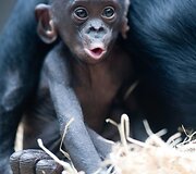 Mieliausi zoologijos sodų gyvūnai 