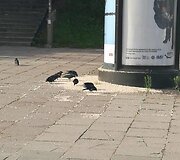 Drugių spiečius Vilniuje