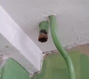 Vytės Nemunėlio pradinė mokykla