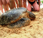 Anatolijaus Chudobos ir Agnės Paliokaitės atostogos Brazilijoje