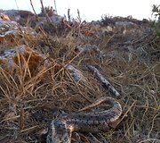 Žygimanto ir Dovilės Stakėnų atostogų Maltoje akimirka
