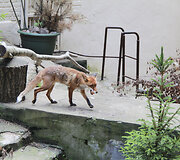 Zoologijos sodo gyventojas