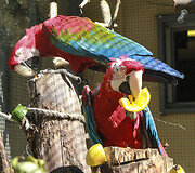 Zoologijos sodo gyventojas