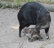 Zoologijos sodo gyventojas
