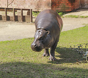 Zoologijos sodo gyventojas