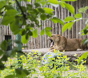 Zoologijos sodo gyventojas