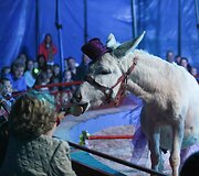 Cirko &bdquo;Marcel ir Odeta&ldquo; pasirodymo akimirka