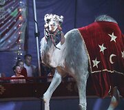 Cirko &bdquo;Marcel ir Odeta&ldquo; pasirodymo akimirka