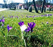 Krokų žiedai