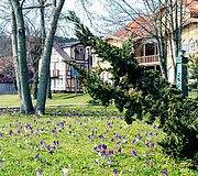 Krokų žiedai
