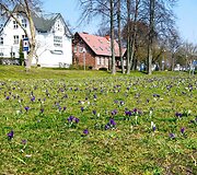 Krokų žiedai