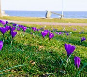 Krokų žiedai
