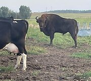 Į Karužų kaimą Varėnos rajone atklydo laukinis stumbras