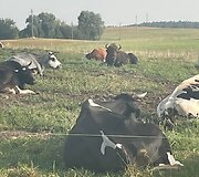 Į Karužų kaimą Varėnos rajone atklydo laukinis stumbras