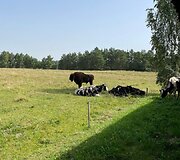 Į Karužų kaimą Varėnos rajone atklydo laukinis stumbras