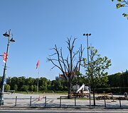 Vilniaus Luki&scaron;kių aik&scaron;tėje pa&scaron;alintos nudžiūvusios liepos