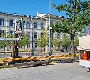 Vilniaus Luki&scaron;kių aik&scaron;tėje pa&scaron;alintos nudžiūvusios liepos