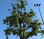 Vilniaus Luki&scaron;kių aik&scaron;tėje pa&scaron;alintos nudžiūvusios liepos