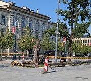 Vilniaus Luki&scaron;kių aik&scaron;tėje pa&scaron;alintos nudžiūvusios liepos
