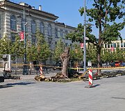 Vilniaus Luki&scaron;kių aik&scaron;tėje pa&scaron;alintos nudžiūvusios liepos