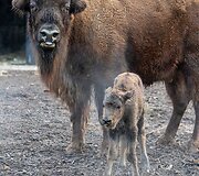 Lietuvos zoologijos sode gimė stumbriukas