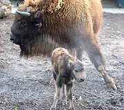 Lietuvos zoologijos sode gimė stumbriukas