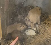 Prekeivis antisanitarinėmis sąlygomis neteisėtai laikė &scaron;imtus gyvūnų