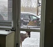 Stirninas Jaukutis Panemunės muitinės poste