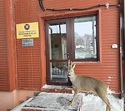 Stirninas Jaukutis Panemunės muitinės poste