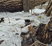 Pavasaris bando i&scaron;stumti žiemą