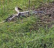Lietuvoje siaučia audra: 15min skaitytojai dalijasi vaizdais