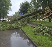 &Scaron;ilutėje stiprus vėjo gūsis nulaužė gluosnį