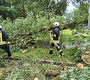 &Scaron;ilutėje stiprus vėjo gūsis nulaužė gluosnį