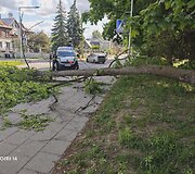 Audra Vilniuje, Žvėryne, vartė medžius